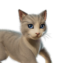 Котя